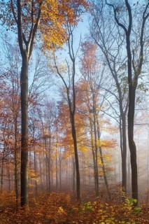 Natural beech forest with dying old trees and beginning regeneration in autumn with fog