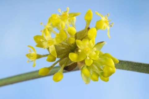 Cornelian cherry