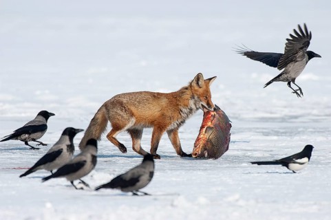 Fox