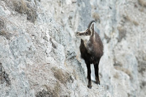 Chamois