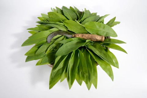 Ramsons