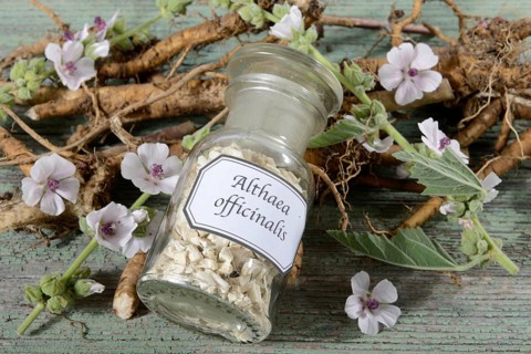 Althaea officinalis