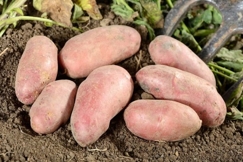Potatoes