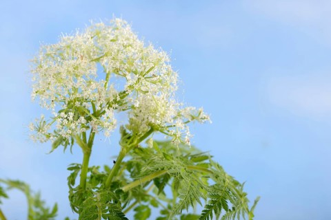 Cicely