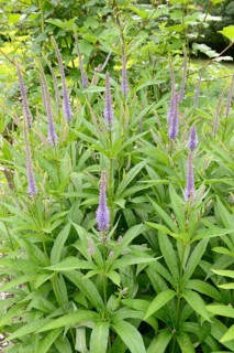 Virgin Speedwell