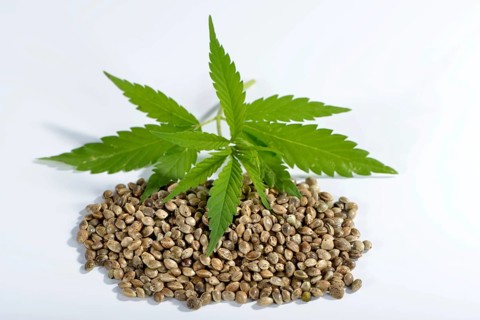 Ordinary hemp