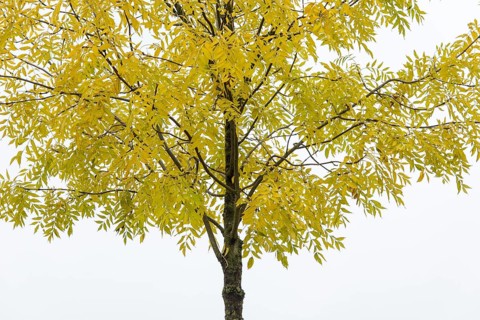 Pecantree