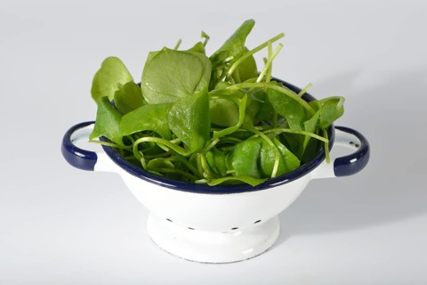 Winter purslane
