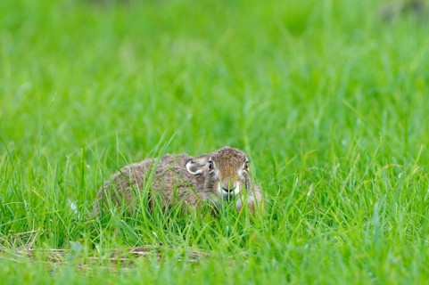 European brown hare