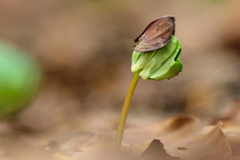 Beech seedling