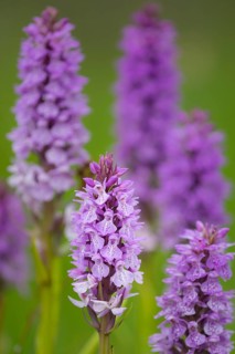 Southern marsh orchid