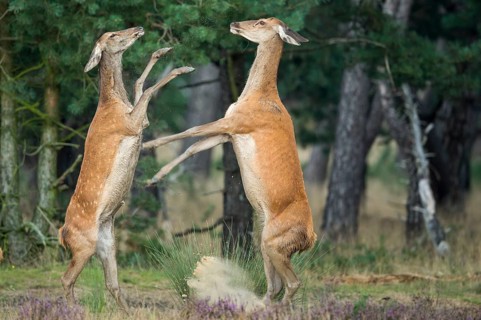 Red deer