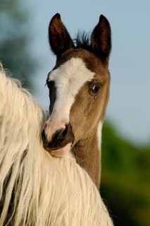 Arabian Pinto