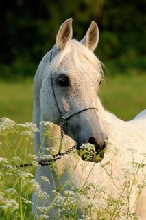 Arabian thoroughbred