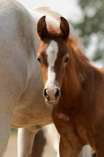 Arabian thoroughbred