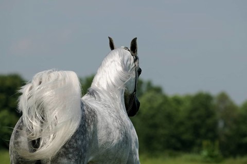 Arabian thoroughbred