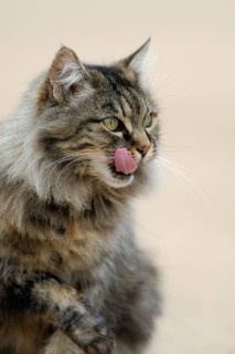 Norwegian Forest Cat licking its mouth