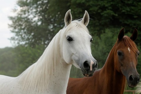 Arabian thoroughbred