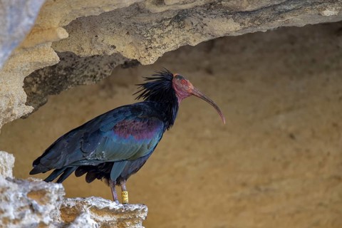 Northern bald ibis