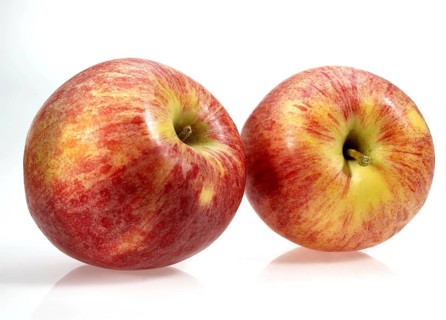 Malus domestica
