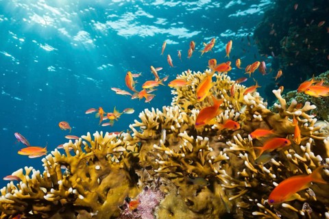 Lyretail Anthias