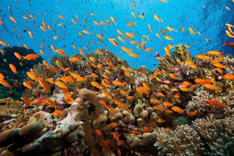 Lyretail Anthias