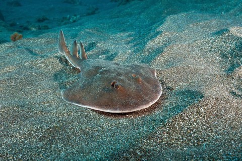 Juvenile giant tremor ray