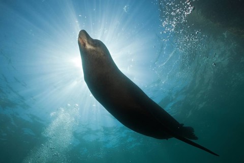 California sea lion