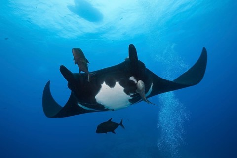 Manta