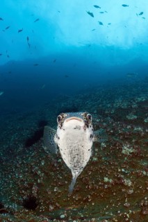 Common Porcupinefish