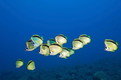 Shoal of Barberfish