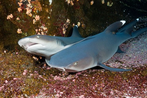 Whitetip Reef Shark