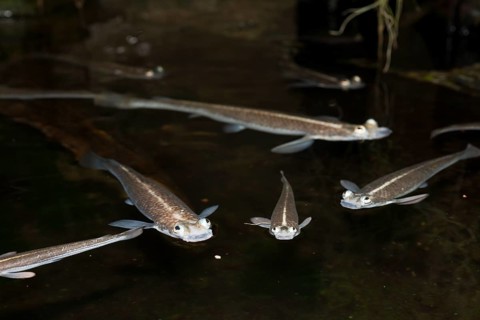 Four-eyed fish