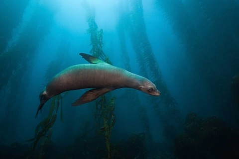 California sea lion