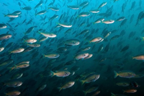 Shoal of swallowtail damselfish