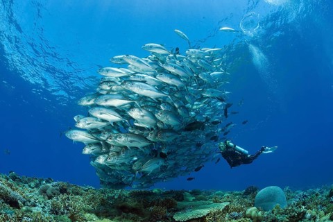 Diver and shoal of bigeye stingrays