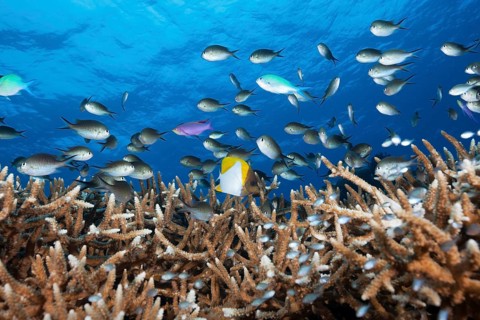 Chromis over coral reef