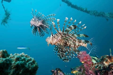 Lionfish at the Mbike Wreck