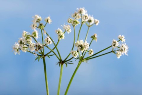 Sanicula