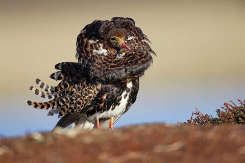 Ruff