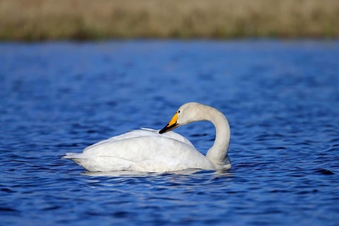 Whooper swan