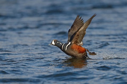Harlequin duck