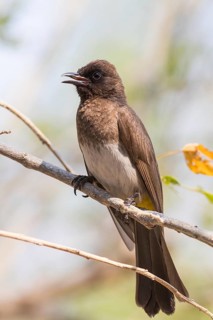 Dark-capped Bulbul