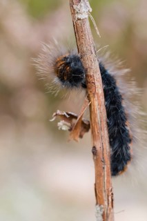 Fox moth