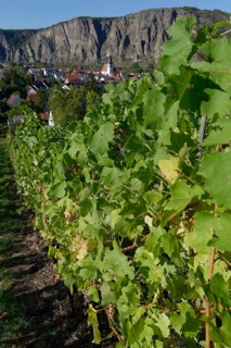 Vineyard with view to Ebernburg and Rotenfels