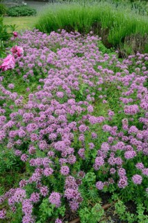 Valerian face