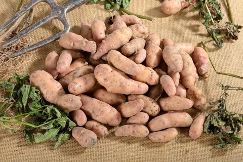 Potatoes