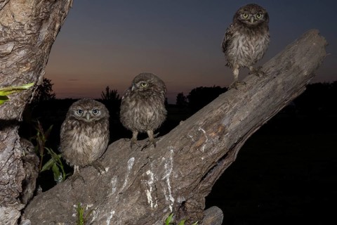 Little Owl