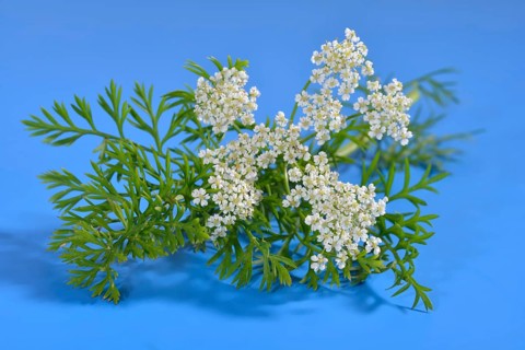 Caraway