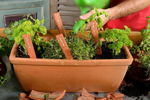 Planting of plant pots with herbs